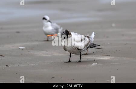 Königliche Thalasseus maximus, ruht sich nach dem Zubereiten am Sandstrand aus. - Nach Texas. Stockfoto