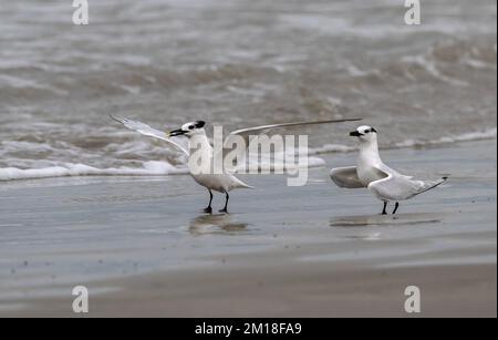 Sandwichterns, Thalasseus sandvicensis, im Winter, mit gefangenen Fischen am Strand. Stockfoto