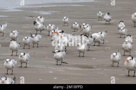 Eine Gruppe von Winterseeschwalben am Sandstrand - Sandwichtern, Königsseerne und Forster's Seere; Golf von Mexiko, Texas. Stockfoto