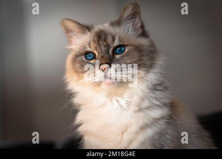 Die heilige Katze von Burma, eine wunderbare Kreatur Stockfoto