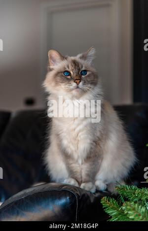 Die heilige Katze von Burma, eine wunderbare Kreatur Stockfoto