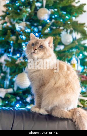 Die heilige Katze von Burma, eine wunderbare Kreatur Stockfoto