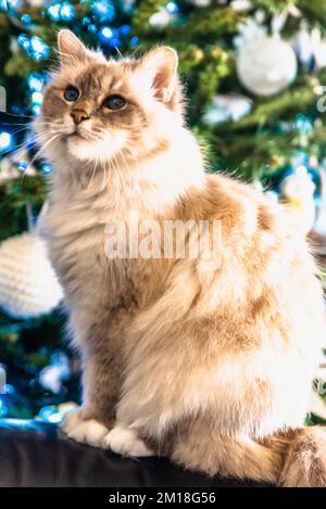 Die heilige Katze von Burma, eine wunderbare Kreatur Stockfoto