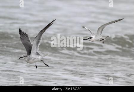 Forster's Tern, Sterna forsti, jagen Lachmöwe, im Winter; Golf von Mexiko. Stockfoto