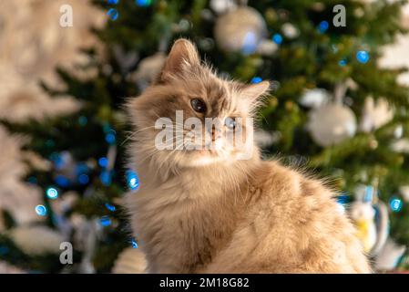 Die heilige Katze von Burma, eine wunderbare Kreatur Stockfoto