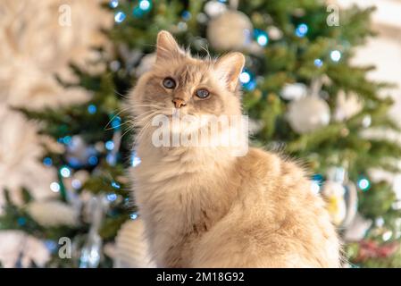 Die heilige Katze von Burma, eine wunderbare Kreatur Stockfoto