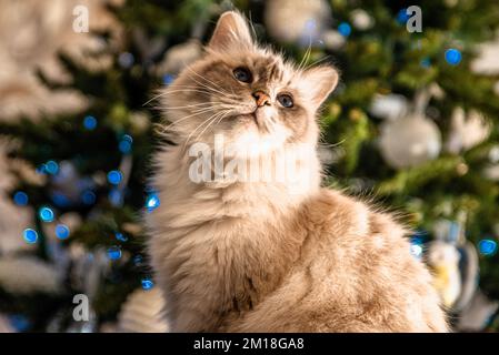 Die heilige Katze von Burma, eine wunderbare Kreatur Stockfoto