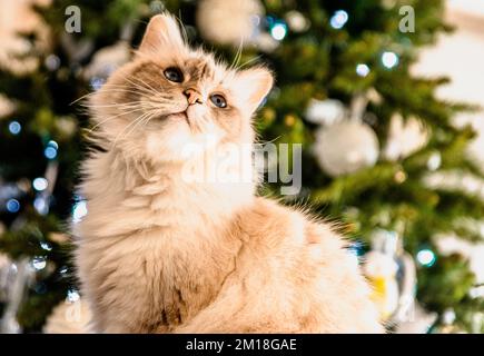 Die heilige Katze von Burma, eine wunderbare Kreatur Stockfoto