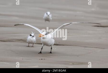 Königliche Seezunge, Thalasseus maximus, Landung am Sandstrand. Im Winter. Stockfoto