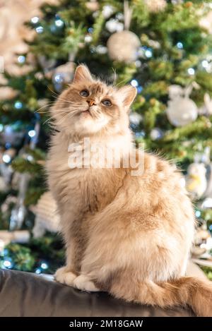 Die heilige Katze von Burma, eine wunderbare Kreatur Stockfoto