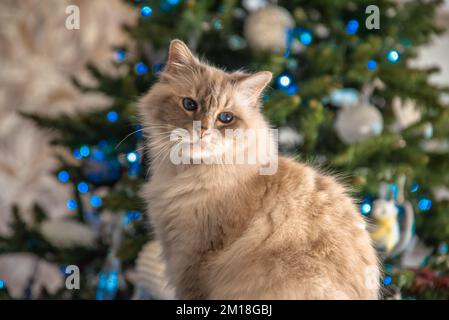 Die heilige Katze von Burma, eine wunderbare Kreatur Stockfoto