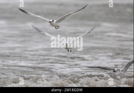 Sandwichterns, Thalasseus sandvicensis, im Flug in Winterfedern, Golf von Mexiko. Stockfoto