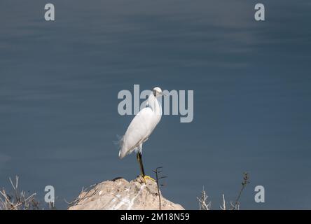 Stehendes Schneegebiet (Egretta thula) Stockfoto