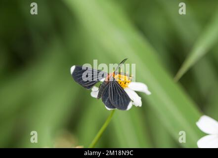 Die Fütterung von Black mit weißem Spitzen (Melanchroia chephise), einer geometrischen Motte Stockfoto