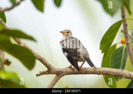 Nahaufnahme des Rotschnabelstars (Spodiopsar sericeus), der im Sommer an einem sonnigen Tag auf einer Filiale sitzt Stockfoto