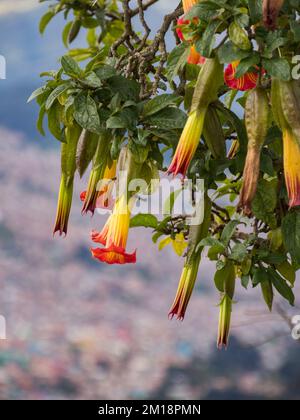 Rote Engelstrompete (Brugmansia sanguinea) Blumen, Blumen in Form langer Glocken. Offizieller Name: Batura, Stramonium. Vulkanengel Trumpet (Brugmans Stockfoto