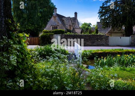 Englisches Steinschieferdach und Königspollionen am Eye Stream im Cotswolds-Dorf Lower Slaughter, England. Stockfoto