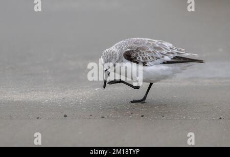 Sanderling, Calidris alba, am Sandstrand, kratzt sich selbst. Stockfoto