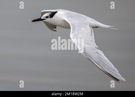 Sandwichtern, (Cabot'sche Thalasseus sandvicensis, im Flug, Winterzucht. Stockfoto