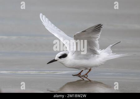 Forster's Tern, Sterna foreriva, im Flug, auf dem Weg zur Landung am Sandstrand. Im Winter. Stockfoto