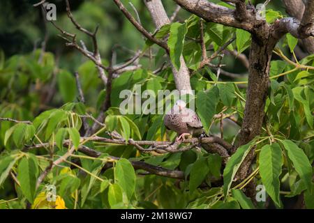 Gewöhnliche Erdtaube (Columbina passerina), die auf einem Ast nach Material für den Bau ihres Nestes sucht Stockfoto