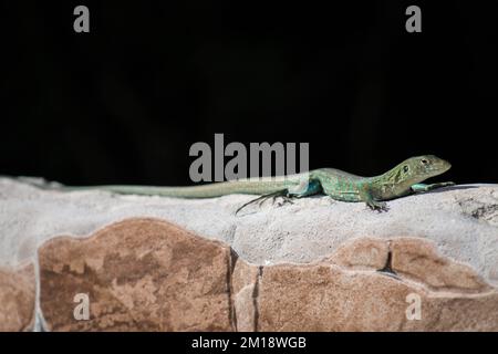 Aruba-Peitschenschwanz (Cnemidophorus arubensis), der sich an einer Wand sonnt Stockfoto