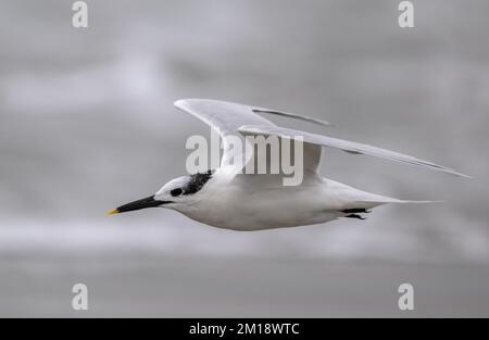 Sandwichtern, Thalasseus sandvicensis, im Flug, Winterzucht. Golf von Mexiko. Stockfoto