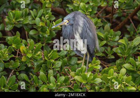 Dreifarbiger Reiher, Egretta Tricolor, hoch oben in Mangrove Stockfoto