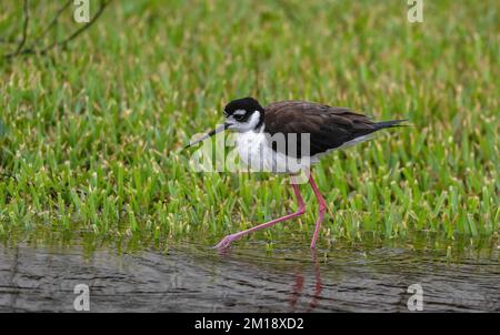 Schwarzhalsstäbchen, Himantopus mexicanus, im Winterschlaf, Fütterung im überfluteten Grasland. - Nach Texas. Stockfoto