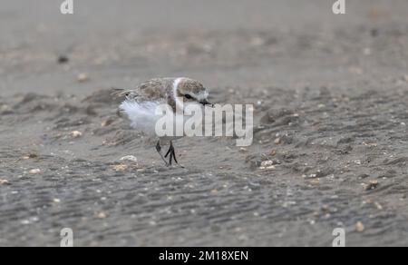 Schneepferd, Charadrius nivosus, Fütterung entlang der Küste im Winter, Golf von Mexiko. Stockfoto