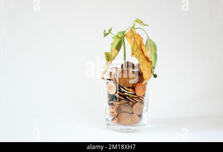 Ausgetrocknete Pflanze auf einem Haufen Münzen in einem Glas, Verlust persönlicher Ersparnisse, steigende Preise, Inflation und Symbol der globalen Finanzkrise Stockfoto