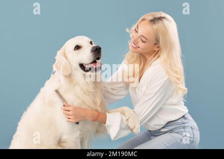 Eine Frau kämmt labrador Hundehaar mit Kamm, ein ruhiger goldener Retriever sitzt auf einer blauen Studiowand, banne Stockfoto