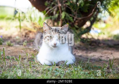 Die dreifarbige Katze sitzt im Garten Stockfoto