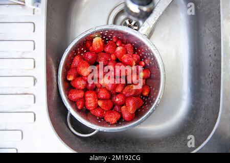 Frisch gepflückte, helle Erdbeeren werden in einem Metallsieb in einem alten Waschbecken gewaschen. Stockfoto