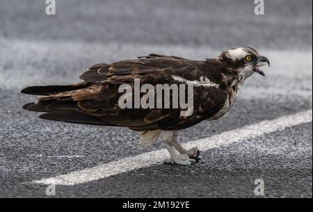 Osprey, Pandion haliaetus, Fütterung in einem geschützten Parkplatz am stürmischen Wintertag, South Padre, Texas. Stockfoto