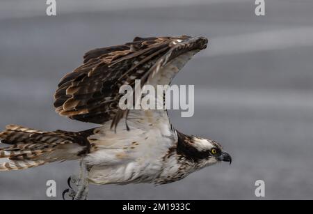 Osprey, Pandion haliaetus, der mit Überresten der Beute abhebt, Winter. Stockfoto