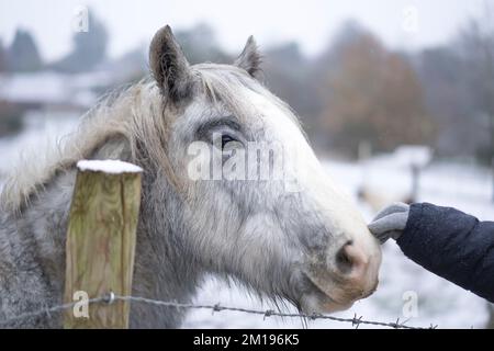 Kidderminster, Großbritannien. 11.. Dezember 2022. Wetter in Großbritannien: Schnee trifft die Midlands! Dieses Pony bekommt ein wenig Aufmerksamkeit mit einem Streicheln auf der Nase von netten Passanten, die zwischen den Schneeschauern auf ihren Sonntagsspaziergang gehen. Kredit: Lee Hudson/Alamy Live News Stockfoto