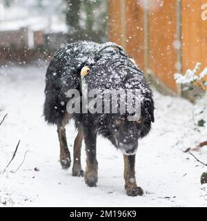 Kidderminster, Großbritannien. 11.. Dezember 2022. Wetter in Großbritannien: Schnee trifft Midland! Wanderer, die die arktischen Temperaturen auf ihrem Sonntagsspaziergang überwinden, sehen sich mit starkem Schneefall konfrontiert. Max, der Hund - ein Collie-Grenzübergang, scheint es ihm nicht zu stören, da er seinen Spaziergang genießt, wenn der Schnee weiter fällt, ziemlich nass zu werden. Lee Hudson/Alamy Live News Stockfoto