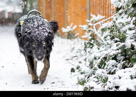 Kidderminster, Großbritannien. 11.. Dezember 2022. Wetter in Großbritannien: Schnee trifft die Midlands! Spaziergänger am Sonntag werden von starkem Schnee getroffen. Max, der Hund (ein Collie Cross), ist auf seinen Sonntagsspaziergängen und wird von Schnee bedeckt. Kredit: Lee Hudson/Alamy Live News Stockfoto