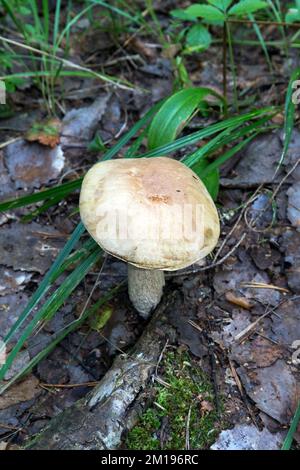 Blick auf den leccinum-Pilz in der Seenregion, Finnland Stockfoto