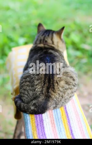 Hauskatze, die im Sommergarten auf der Bank liegt. Stockfoto