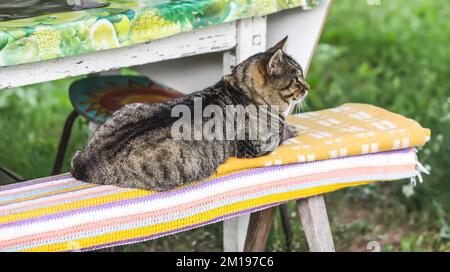 Hauskatze, die im Sommergarten auf der Bank liegt. Stockfoto