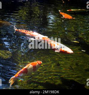 Der orangefarbene und weiße Koi-Fisch, der im Teich schwimmt Stockfoto