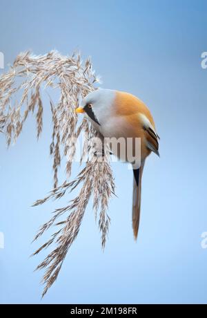 Wunderschöne Naturszene mit Bartpapagei Panurus biarmicus, während er bei kaltem Winterwetter auf einer Grashalme nach Futtersamen sucht. Die BBS Stockfoto