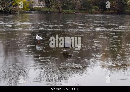 London, Großbritannien. 11. Dezember 2022 Eine Möwe und eine Möwe mit schwarzem Kopf stehen auf dem gefrorenen See in einem Park in London, während das arktische Wetter aus Skandinavien, Troll von Trondheim genannt, Großbritannien erreicht. Kredit: Vuk Valcic/Alamy Live News Stockfoto