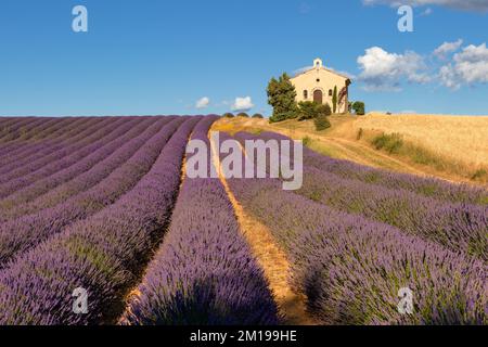 Lavendelfelder und Entrevennes-Kapelle in der Provence. Alpes-de-Haute-Provence, Frankreich Stockfoto