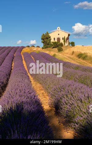Sommer in der Provence mit Lavendelfeldern und Entrevennes-Kapelle in Alpes-de-Haute-Provence, Frankreich Stockfoto