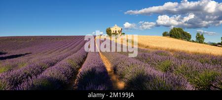 Provence im Sommer mit Panoramablick auf Lavendel- und Weizenfelder. Entrevennes-Kapelle in den Alpes-de-Haute-Provence, Frankreich Stockfoto