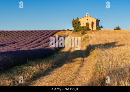 Sommer in der Provence mit Lavendel- und Weizenfeldern. Entrevennes-Kapelle in den Alpes-de-Haute-Provence, Frankreich Stockfoto