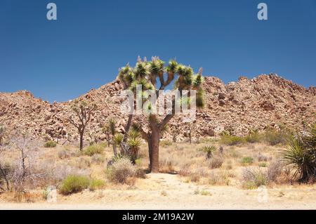 Das trockene Wüstenökosystem im Joshua Tree-Nationalpark in Joshua Tree California an einem sonnigen Tag mit dem schneebedeckten kleinen san bernadino-Berg Stockfoto